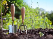 Що посадити на городі у серпні