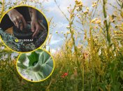 Як виглядає блекота чорна і чим вона небезпечна