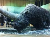 Палеонтологи обнаружили останки последнего "сибирского единорога"