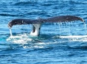 Япония восстановит промышленную добычу китов