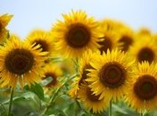 Математики увлеклись структурой подсолнухов