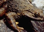 На Мадагаскаре нашли адскую лягушку, пожиравшую маленьких динозавров