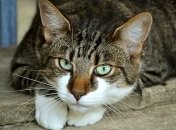 Забавные кошки, у которых своя логика и они делают, что хотят