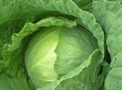 Капустная диета: лучшие варианты