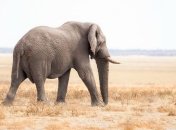 Африканские слоны не желают жить рядом с людьми