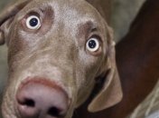 В чем сходство домашних животных?