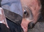 "Белгородский убийца" стрелял в ад - его отправили к психиатру    