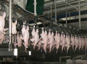 Ряд стран приостановили импорт птицы из Украины