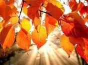 Какой будет погода в первые дни осени 