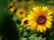 Прогноз погоды в Украине на 27 июля: солнечно и тепло