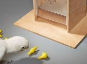 Ученые доказали, что попугаи умнее трехлетних детей