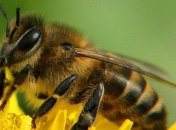 Ученые: Пчелы способны улавливать электрические поля
