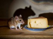 Мыши могут нанести значительный ущерб