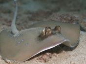 Скат-хвостокол убил туриста в Австралии