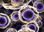 Ученые рассказали об образовании клеток в организме