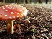 СЭС: Более полусотни украинцев отравились грибами с начала года