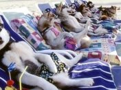 Стало известно, когда точно в Киеве начнется пляжный сезон