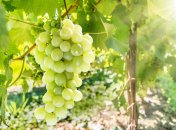 ТОП-5 рецептов десертов из винограда