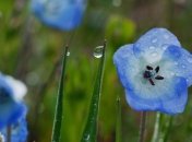 Прогноз погоды в Украине 1 июля: местами ожидаются дожди 