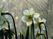 Погода в Украине 10 мая: облачно, местами осадки