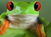 Биологи: зачем птицам и лягушкам нужен туннель в голове