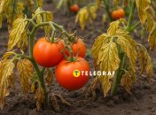 Спасти помидоры от пожелтения просто