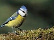 Какой завтра праздник: День памяти иконы Пресвятой Богородицы "Озерянской"