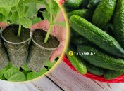 Рассада огурцов