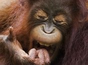 Как чувствуют чужие эмоции человек и обезьяна?