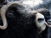 В китайском Тибете возводится музей яка