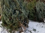 Милиция изъяла 26 тысяч елок