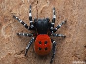 Вид павука є одним із дуже рідкісних