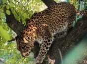 Азербайджанские ученые смогли сфотографировать редкого леопарда