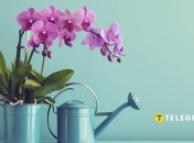 Щоб орхідея була здоровою, її не можна поливати хлорованою водою (зображення створено за допомогою ШІ)
