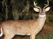 Роботы-олени помогают ловить браконьеров.