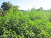 На Черниговщине правоохранители собрали 36 мешков конопли