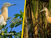 Цапля желтая