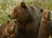 Медведицы ради спасения детей перебираются жить ближе к людям 