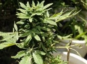 В Великобритании легализовали лекарства из конопли