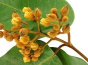 Экзотическое растение способно победить рак печени