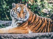 У левів та тигрів Нью-Йоркського зоопарку підтвердили Covid-19