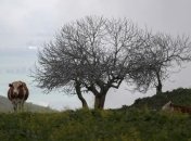 Украина не поддерживает позицию США по Голанским высотам