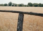 Минагропрод рассказал, сколько территории засеял озимыми зерновыми