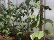 С огурцами нужно работать аккуратно