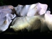 Из Украины в Беларусь пытались провезти 22 мешка с салом