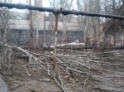 В Николаеве сильным ветром "сдуло" 100 деревьев 