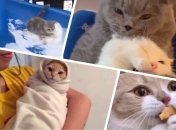 Котики, которые сделают ваш день ярче