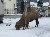 На Тернопольщине цирк из Грузии бросил на произвол судьбы верблюда