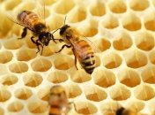 Приметы и обряды на 10 октября - Савватий-пчеловод