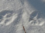 В Черниговской области на мужчину напал бешеный волк